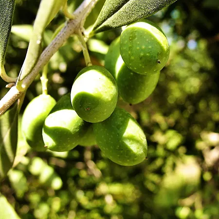 מלון דירות Bellavista מנרבה דל גארדה